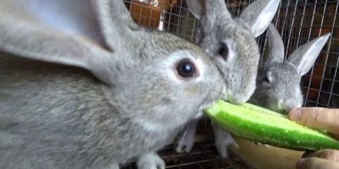 Da li je moguće hraniti zečeve svježim (sirovim) tikvicama